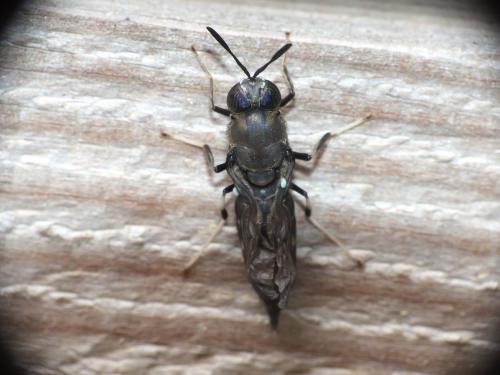 Hermetia illucens
